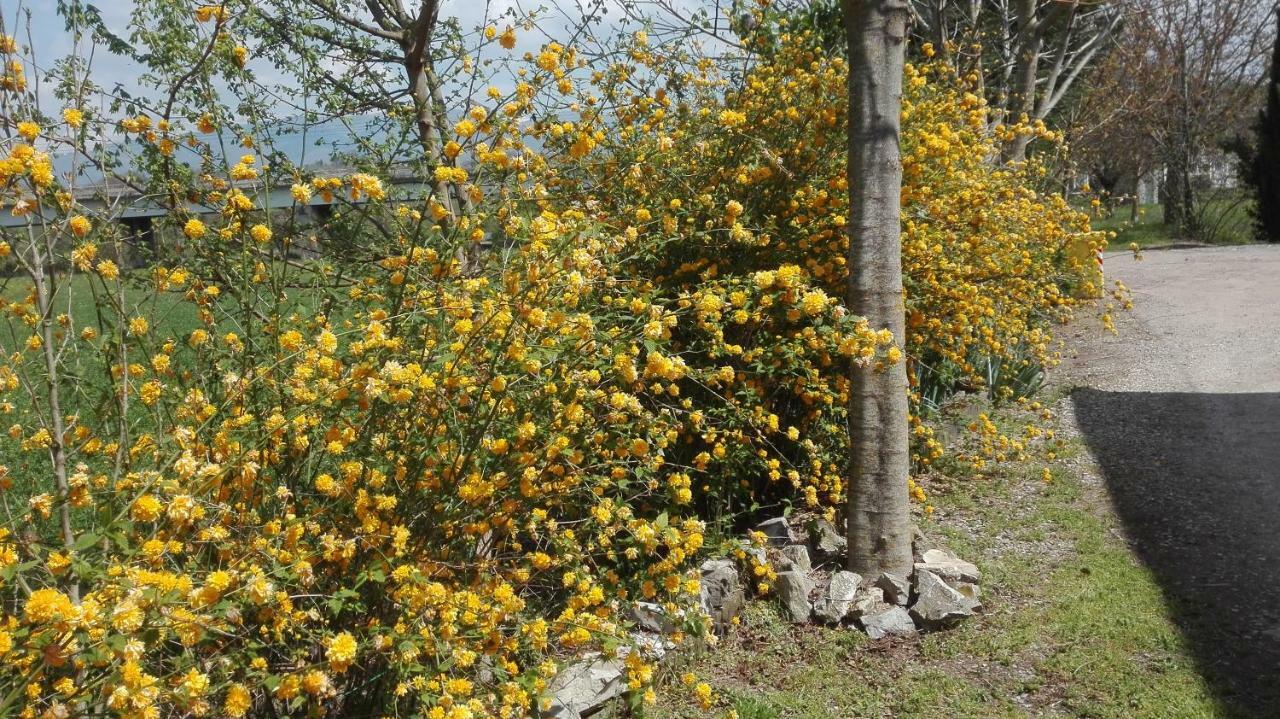 Agriturismo La Ripa Villa Reggello Esterno foto
